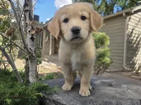 Barbie, a female Golden Retriever and Labrador Retriever for sale in Horseshoe Bend, ID – 4 of 8