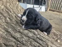 Pepsi, a female Bernese Mountain Dog and Cane Corso for sale in Horseshoe Bend, ID – 2 of 6