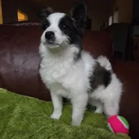 Foxy, a female Pomapoo for sale in Horseshoe Bend, ID – Photo 5 of 7