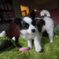 Foxy, a female Pomapoo for sale in Horseshoe Bend, ID – Photo 4 of 7