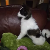 Foxy, a female Pomapoo for sale in Horseshoe Bend, ID – Photo 7 of 7