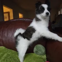 Foxy, a female Pomapoo for sale in Horseshoe Bend, ID – Photo 6 of 7