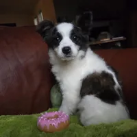 Foxy, a female Pomapoo for sale in Horseshoe Bend, ID – Photo 1 of 7