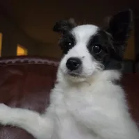 Foxy, a female Pomapoo for sale in Horseshoe Bend, ID – Photo 2 of 7