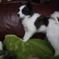 Foxy, a female Pomapoo for sale in Horseshoe Bend, ID – Photo 3 of 7