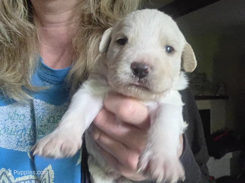 Zeppelin  – Cane Corso, Lagotto Romagnolo puppy for sale in Horseshoe Bend, ID