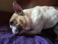 Meatball (Stud), a male French Bulldog for sale in Horseshoe Bend, ID – 10 of 10
