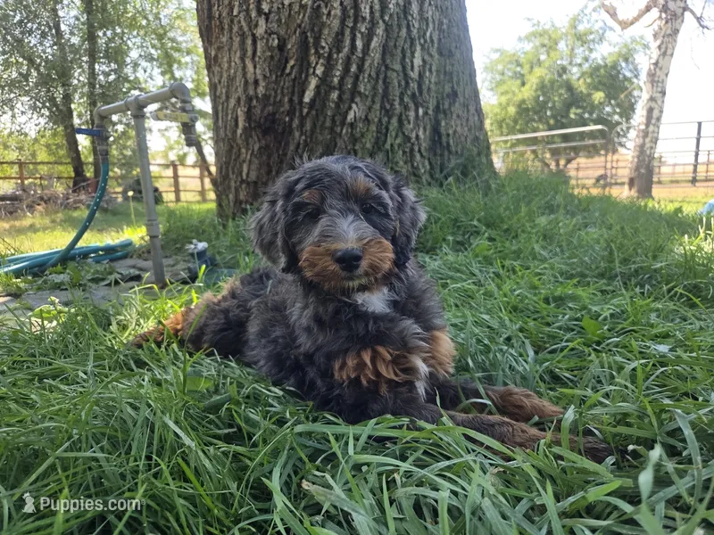 Virginia – Golden Mountain Doodle puppy for sale in Horseshoe Bend, ID
