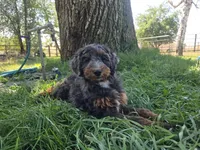 Virginia, a female Golden Mountain Doodle for sale in Horseshoe Bend, ID – 1 of 7