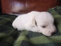 Zeppelin , a male Cane Corso and Lagotto Romagnolo for sale in Horseshoe Bend, ID – 6 of 10