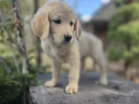 Violet, a female Golden Retriever and Labrador Retriever for sale in Horseshoe Bend, ID – 6 of 9