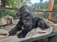 Alaska, a female Golden Mountain Doodle for sale in Horseshoe Bend, ID – 7 of 10
