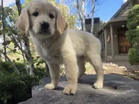 Violet, a female Golden Retriever and Labrador Retriever for sale in Horseshoe Bend, ID – 2 of 9