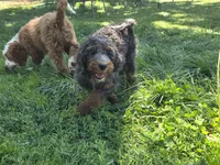 Virginia, a female Golden Mountain Doodle for sale in Horseshoe Bend, ID – 2 of 7