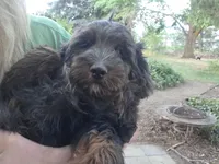 Colorado, a female Golden Mountain Doodle for sale in Horseshoe Bend, ID – 2 of 6