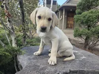 Sonny, a male Golden Retriever and Labrador Retriever for sale in Horseshoe Bend, ID – 4 of 10