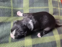 Beetle, a male Cane Corso and Lagotto Romagnolo for sale in Horseshoe Bend, ID – 5 of 10