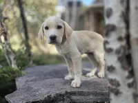 Bo, a male Golden Retriever and Labrador Retriever for sale in Horseshoe Bend, ID – 2 of 9