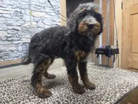 Virginia, a female Golden Mountain Doodle for sale in Horseshoe Bend, ID – 5 of 7