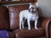 Meatball (Stud), a male French Bulldog for sale in Horseshoe Bend, ID – 2 of 10