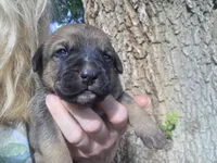 Dr Pepper, a male Bernese Mountain Dog and Cane Corso for sale in Horseshoe Bend, ID – 1 of 9