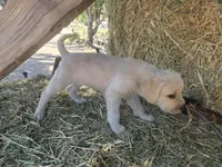 Zeppelin , a male Cane Corso and Lagotto Romagnolo for sale in Horseshoe Bend, ID – 4 of 10