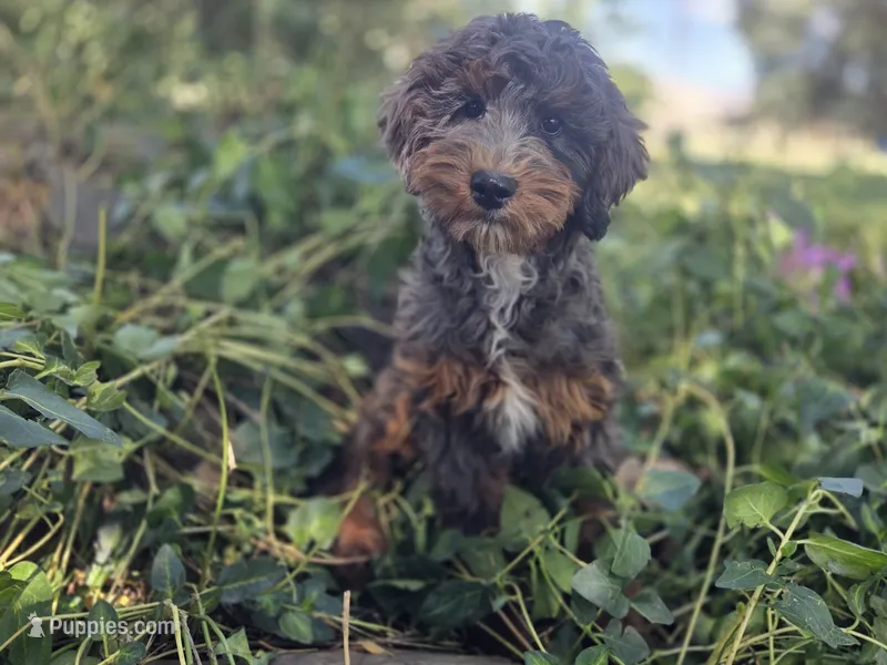 Virginia – Golden Mountain Doodle puppy for sale in Horseshoe Bend, ID