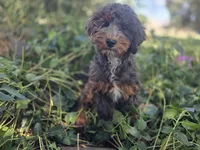 Virginia, a female Golden Mountain Doodle for sale in Horseshoe Bend, ID – 1 of 10