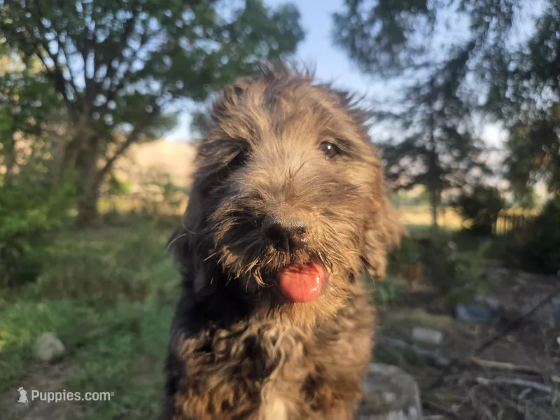 Alaska – Golden Mountain Doodle puppy for sale in Horseshoe Bend, ID
