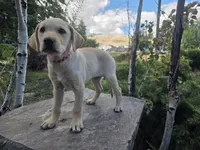 Honeybunch, a female Golden Retriever and Labrador Retriever for sale in Horseshoe Bend, ID – 2 of 10