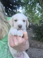 Elvis, a male Cane Corso and Lagotto Romagnolo for sale in Horseshoe Bend, ID – 3 of 10