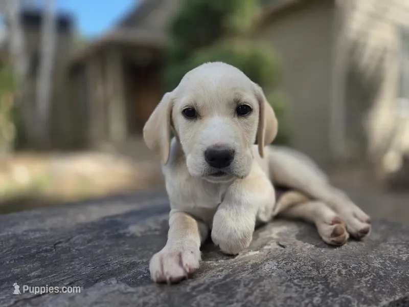 Bo – Golden Retriever, Labrador Retriever puppy for sale in Horseshoe Bend, ID