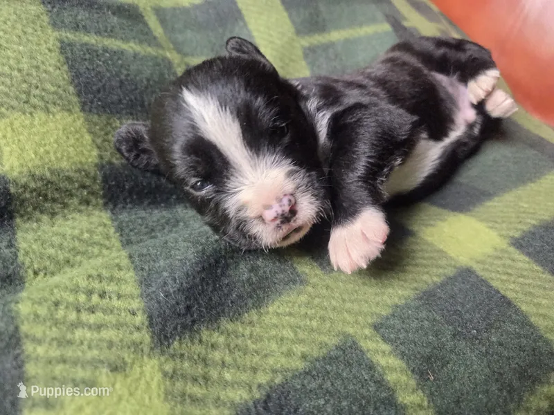Beetle – Cane Corso, Lagotto Romagnolo puppy for sale in Horseshoe Bend, ID