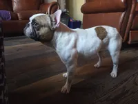 Meatball (Stud), a male French Bulldog for sale in Horseshoe Bend, ID – 7 of 10