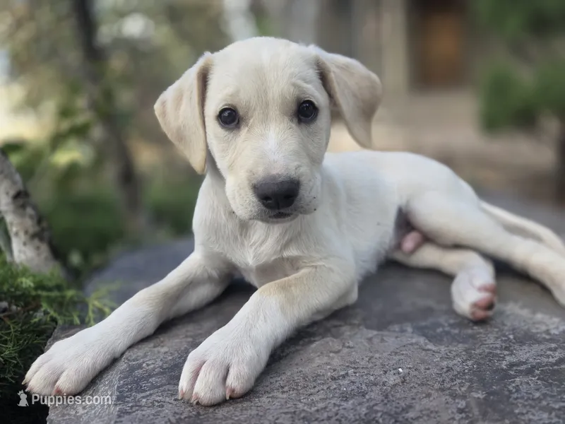 Rosco – Golden Retriever, Labrador Retriever puppy for sale in Horseshoe Bend, ID