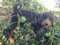 Virginia, a female Golden Mountain Doodle for sale in Horseshoe Bend, ID – 7 of 10