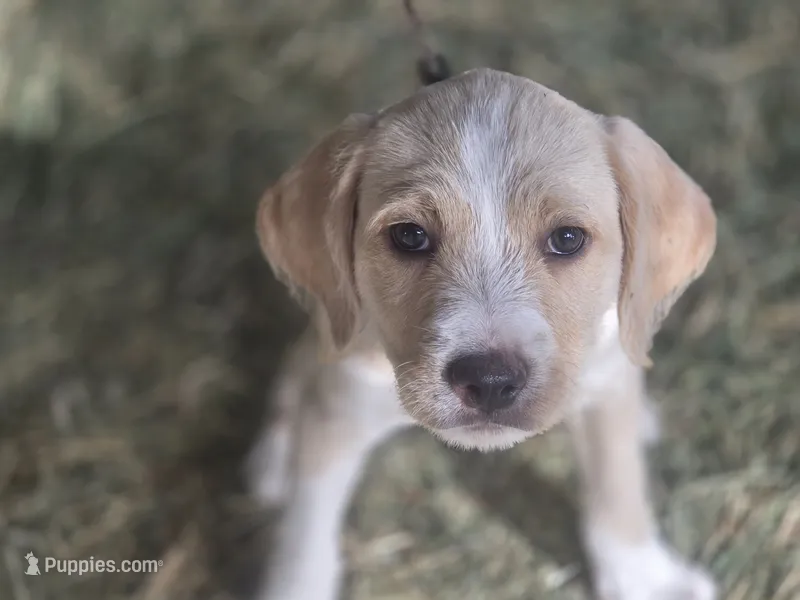 Cream – Cane Corso, Lagotto Romagnolo puppy for sale in Horseshoe Bend, ID