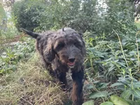Colorado, a female Golden Mountain Doodle for sale in Horseshoe Bend, ID – 3 of 6