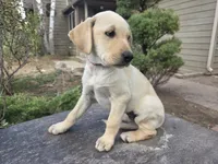 Honeybunch, a female Golden Retriever and Labrador Retriever for sale in Horseshoe Bend, ID – 5 of 10