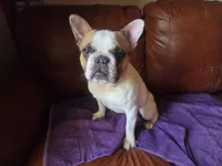 Meatball (Stud), a male French Bulldog for sale in Horseshoe Bend, ID – 5 of 10