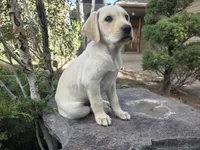 Sonny, a male Golden Retriever and Labrador Retriever for sale in Horseshoe Bend, ID – 10 of 10