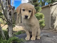 Barbie, a female Golden Retriever and Labrador Retriever for sale in Horseshoe Bend, ID – 5 of 8
