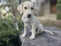 Rosco, a male Golden Retriever and Labrador Retriever for sale in Horseshoe Bend, ID – 10 of 10