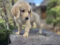 Violet, a female Golden Retriever and Labrador Retriever for sale in Horseshoe Bend, ID – 9 of 9