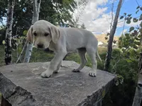 Sonny, a male Golden Retriever and Labrador Retriever for sale in Horseshoe Bend, ID – 3 of 10