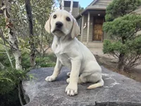 Sonny, a male Golden Retriever and Labrador Retriever for sale in Horseshoe Bend, ID – 2 of 10