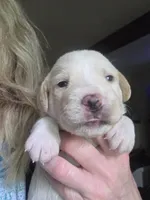 Cream, a male Cane Corso and Lagotto Romagnolo for sale in Horseshoe Bend, ID – 5 of 10