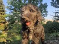 Georgia, a female Golden Mountain Doodle for sale in Horseshoe Bend, ID – 6 of 10