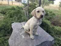 Honeybunch, a female Golden Retriever and Labrador Retriever for sale in Horseshoe Bend, ID – 10 of 10