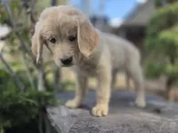 Violet, a female Golden Retriever and Labrador Retriever for sale in Horseshoe Bend, ID – 5 of 9